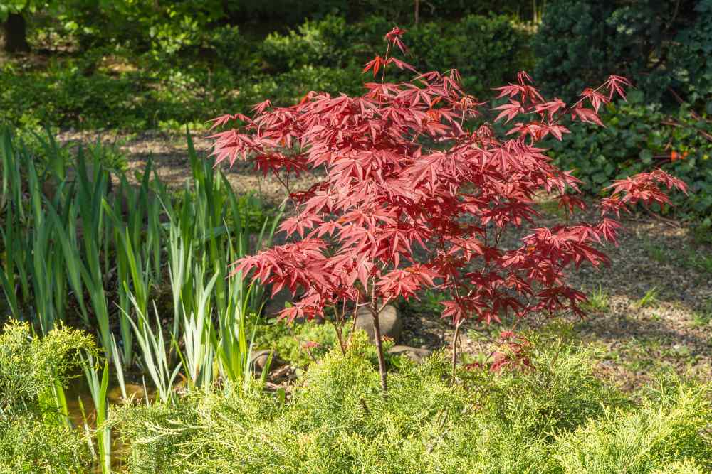 Ein kleiner roter Fächerahorn in einem grünen Gartenbeet.